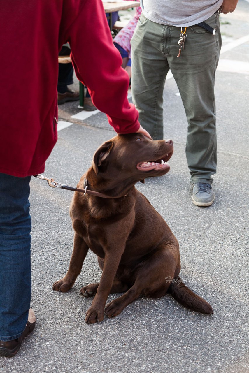 Bild 115 - Wiemersdorfer Maibaum